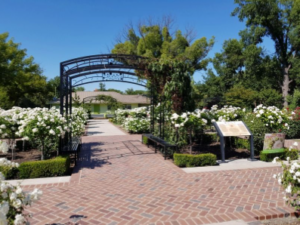 Mckinley Rose Garden