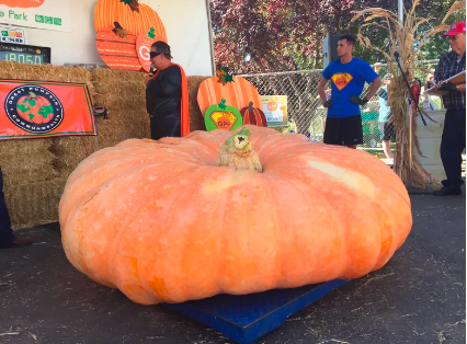 elk grove great pumpkin