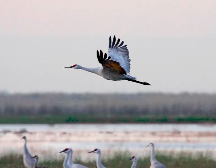 consumnes river preserve